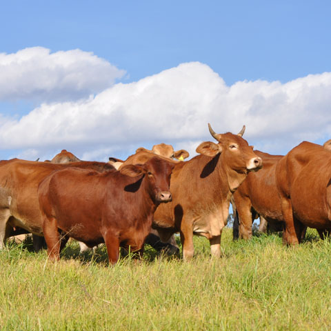 改革开放以来，我国畜牧业得到了长足发展，畜牧业生产水平不断提高，主要畜产品产量持续二十多年快速增长，...