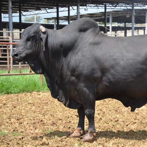 首先提供足够的粗料，满足瘤胃微生物的活动，然后根据不同类型或同一类型不同生理阶段牛的生产目的和经济效...